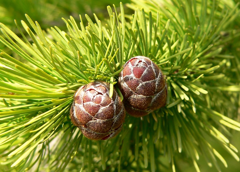 Larice comune (Larix decidua)