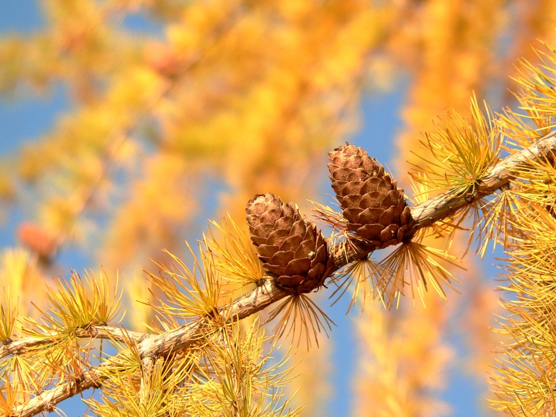 Larch (Larix decidua)