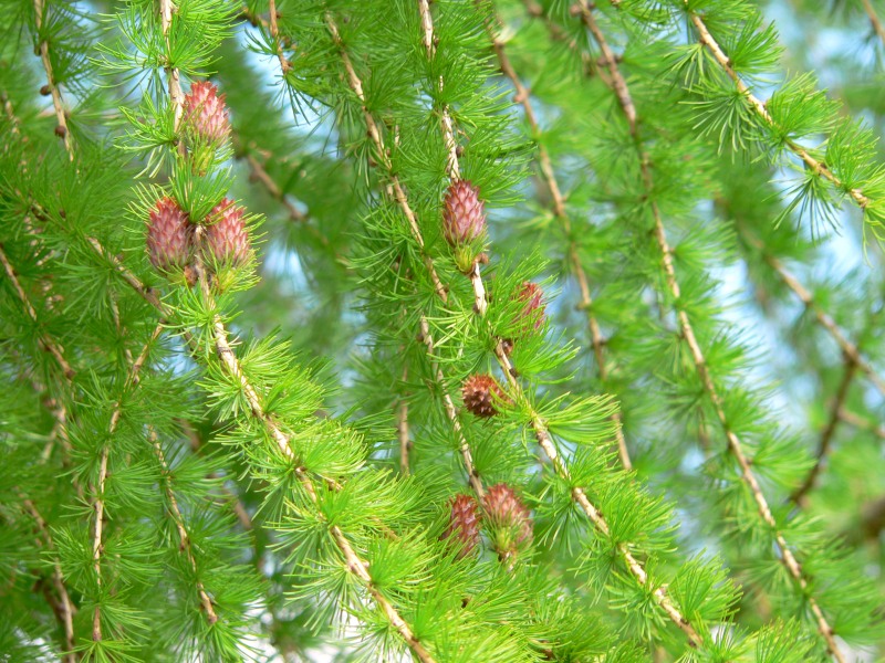 Larch (Larix decidua)