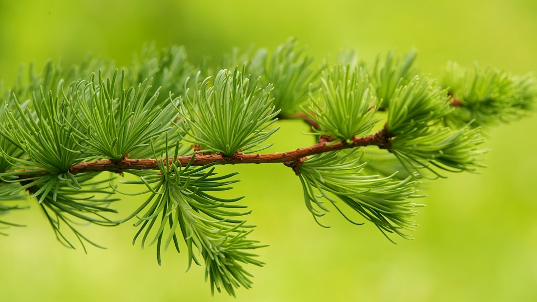 Larice comune (Larix decidua)
