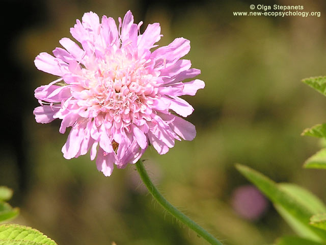Field Scabious (Knautia arvensis)