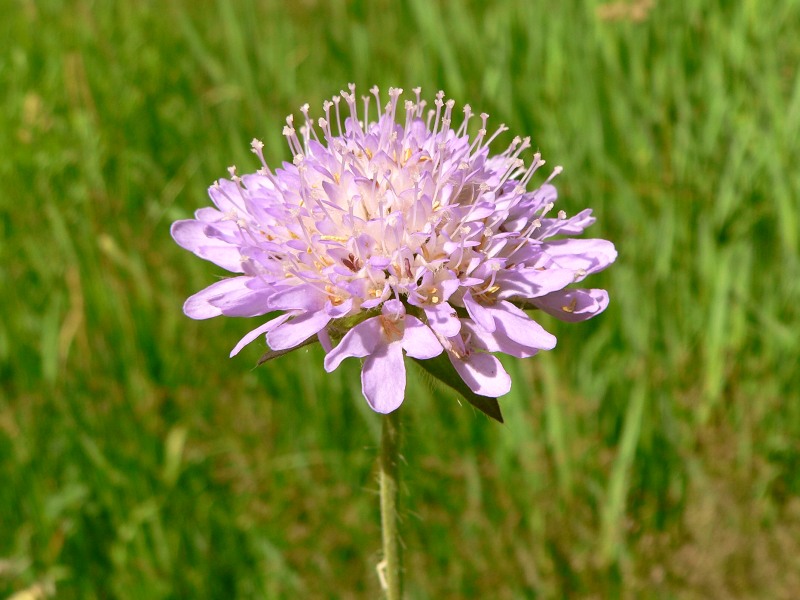 Ambretta (Knautia arvensis)