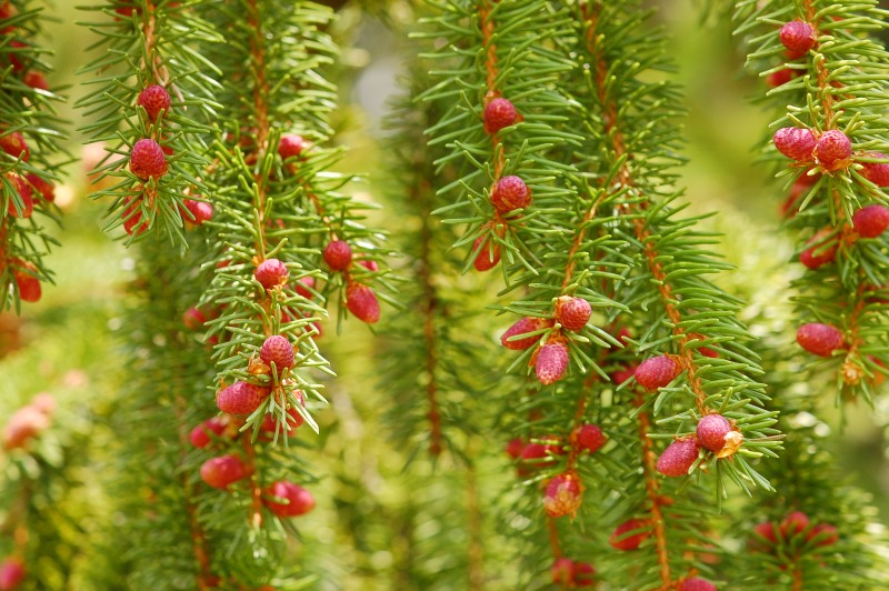 Peccio o abete rosso (Picea abies)