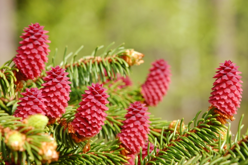 Norway spruce (Picea abies)