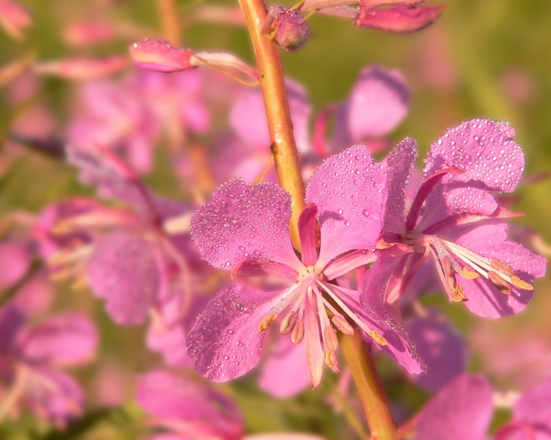 Сhamerion angustifolium