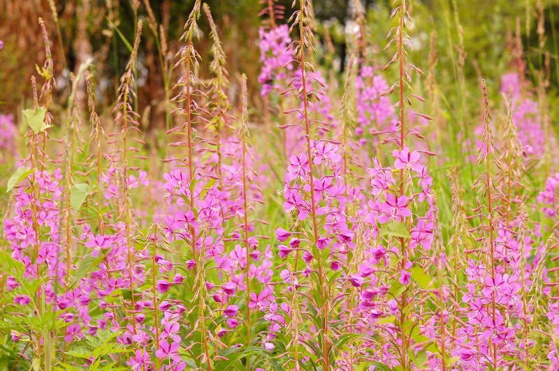 Сhamerion angustifolium