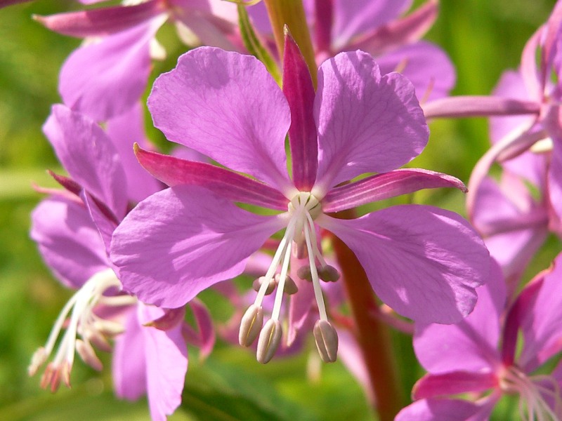 Сhamerion angustifolium