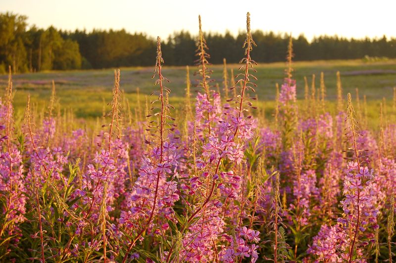 Сhamerion angustifolium