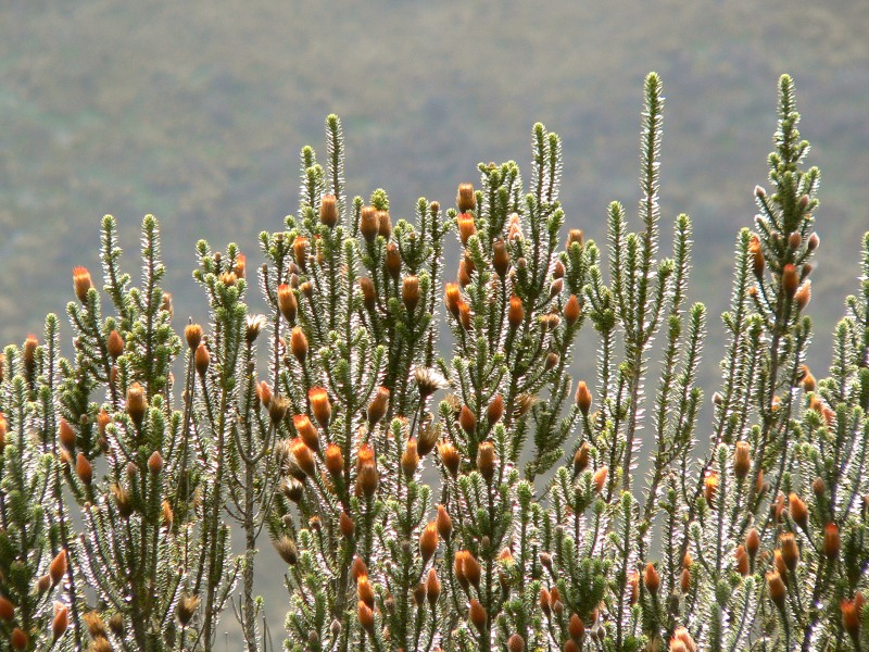 Flower of the Andes (Chuquiraga jussieui)