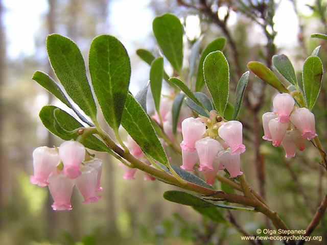 Flowering bearberry