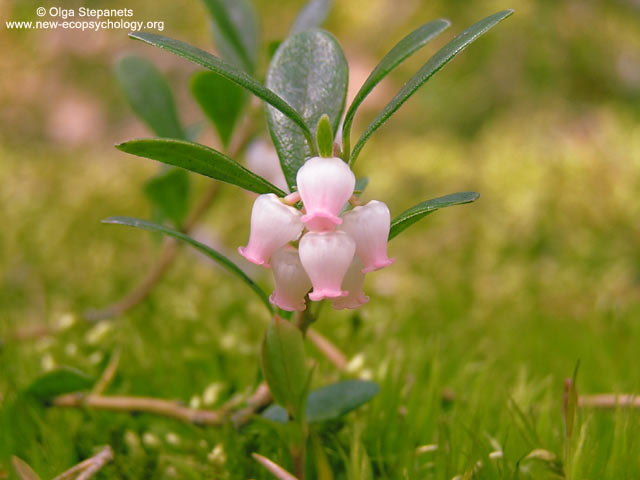 Bearberry (Arctostaphylos uva-ursi)