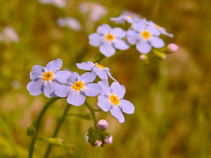 Forget-me-not (Myosotis sylvatica)
