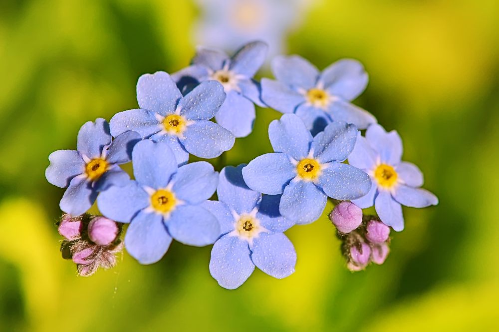 Forget-me-not (Myosotis sylvatica)