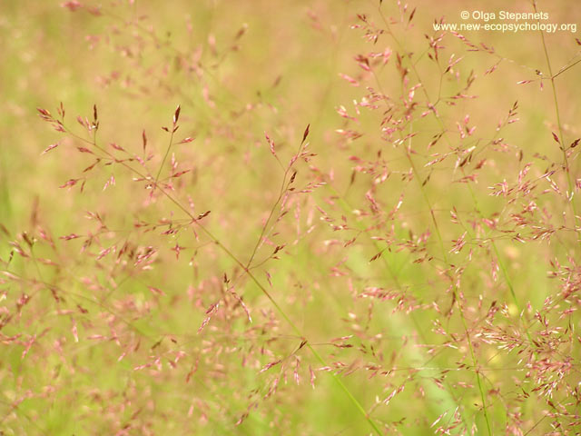 Poa trivialis