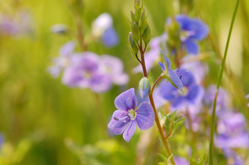 Bird’s-eye speedwell or germander speedwell (Veronica chamaedrys)