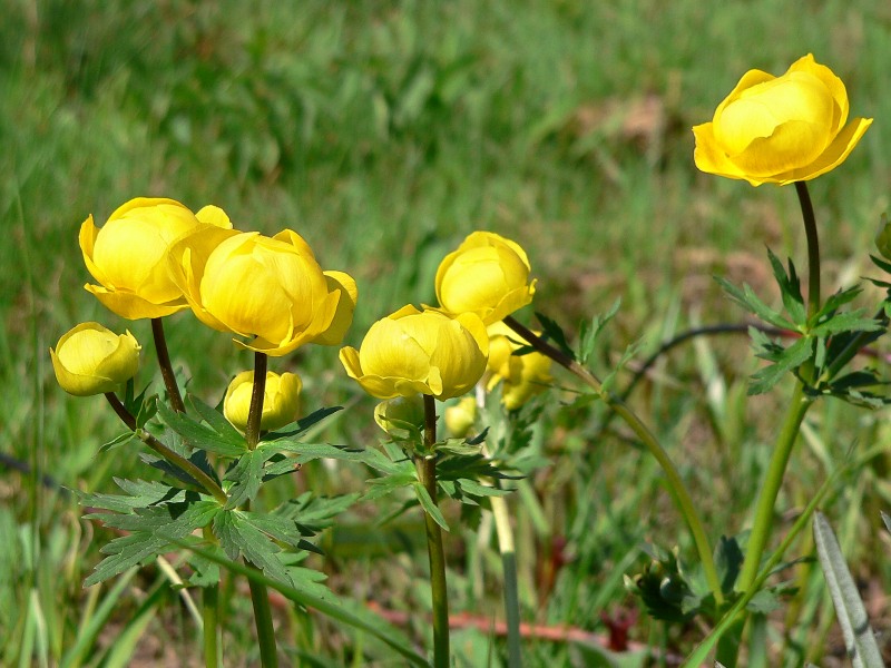 Botton d’oro (Trollius europaeus)