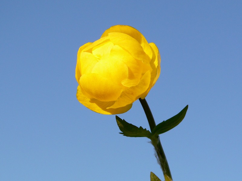Globe-flower (Trollius europaeus)
