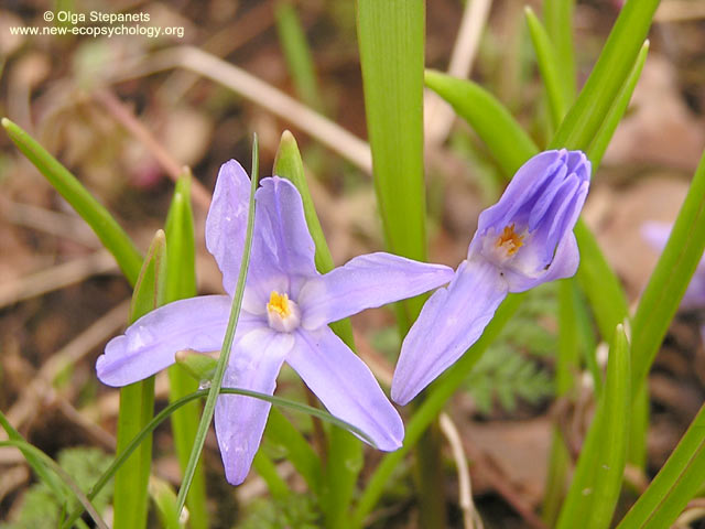 Chionodoxa luciliae