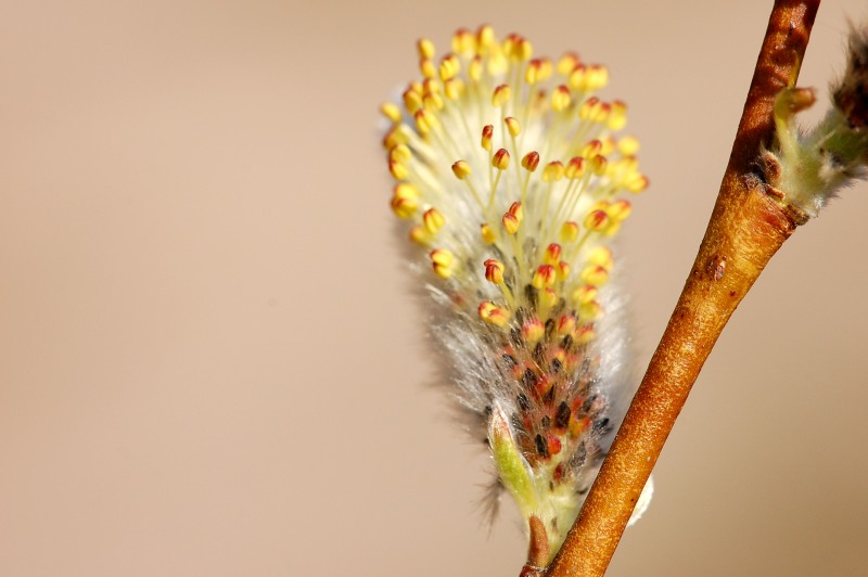 Sal-Weide (Salix caprea)