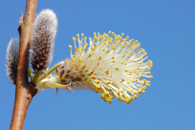 Goat Willow, Pussy Willow (Salix caprea)