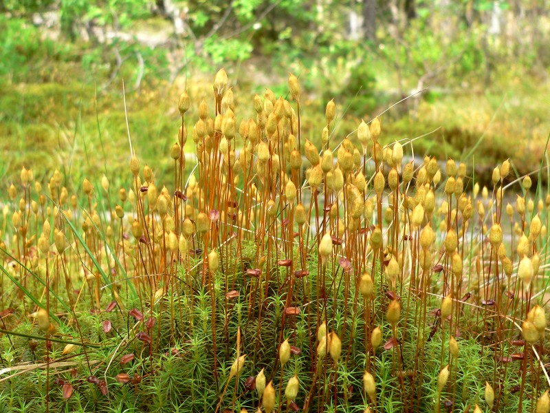 Polytrichum commune