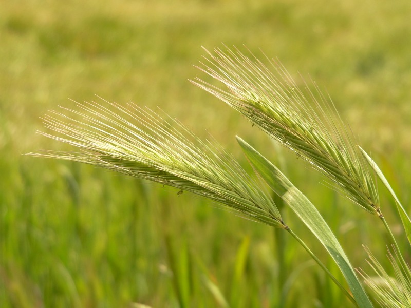 Orzo (Hordeum leporinum)