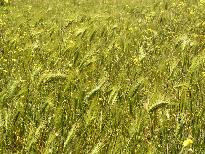 Hare Barley (Hordeum leporinum)