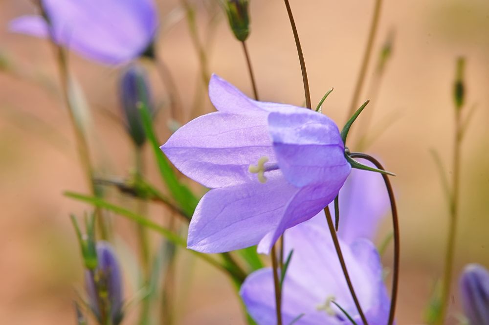 Campanula soldanella (Campanula rotundifolia)