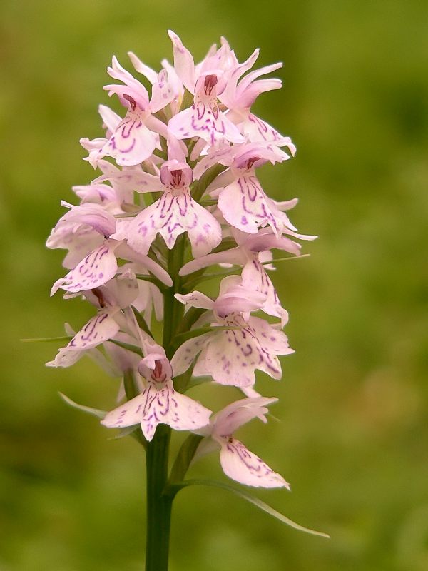 Concordia (Dactylorhiza maculata)