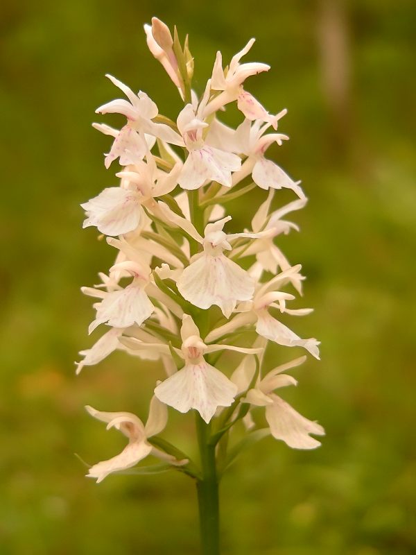 Concordia (Dactylorhiza maculata)