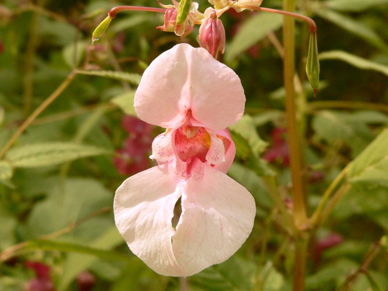 Impatiens glandulifera