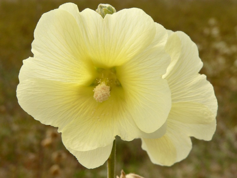 Malvarosa o Malvone (Alcea rugosa)
