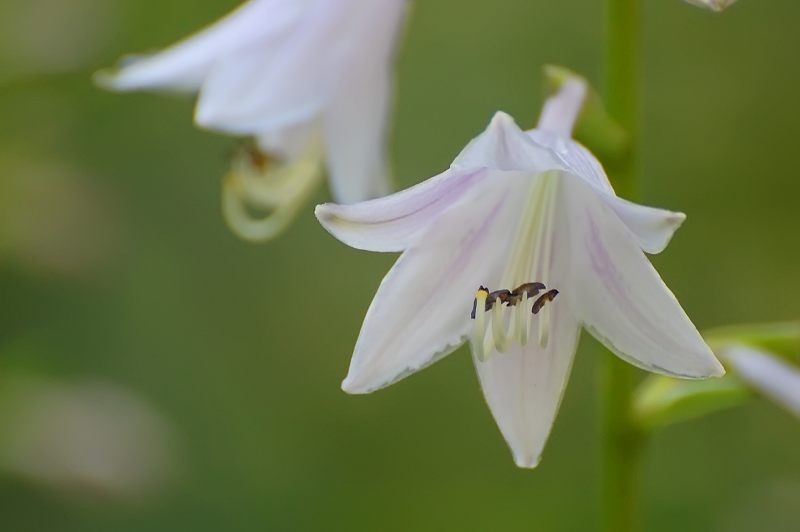 Hosta (Hosta albo-marginata)