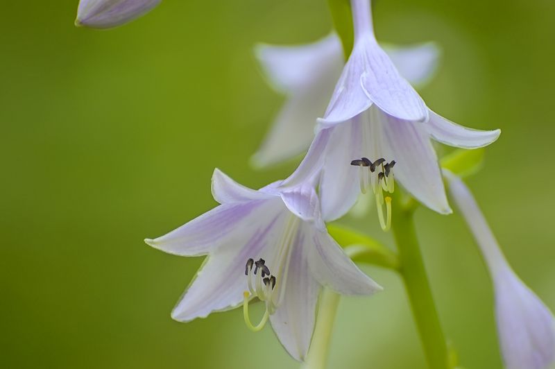 Hosta (Hosta albo-marginata)