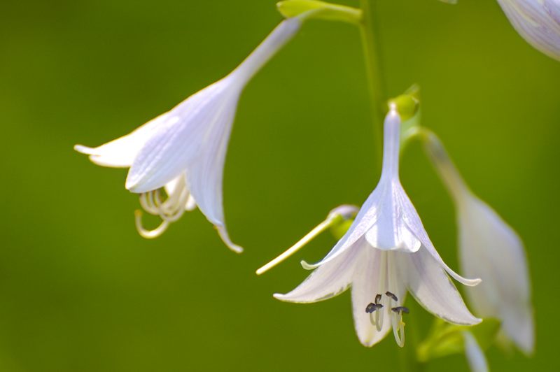 Hosta (Funkia) (Hosta albo-marginata)