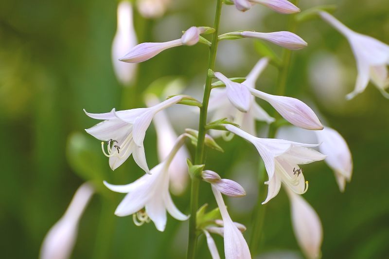 Hosta (Funkia) (Hosta albo-marginata)