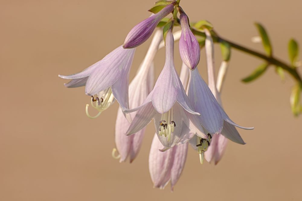 Hosta (Funkia) (Hosta albo-marginata)