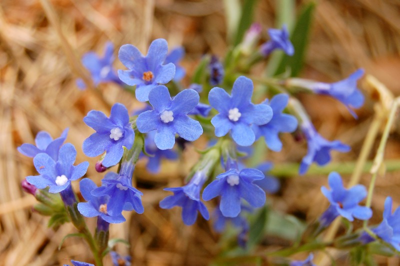 Anchusa azurea
