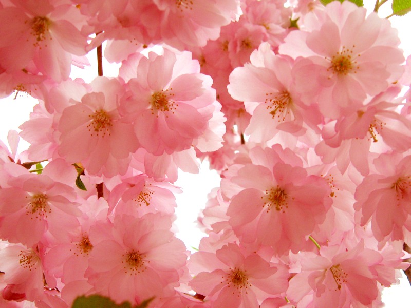 Sakura (Prunus serrulata)