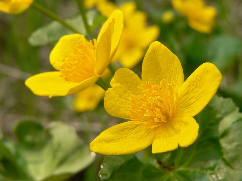Calta palustre (Caltha palustris)