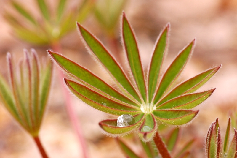 Large-leaved Lupine, Big-leaved Lupine (Lupinus polyphyllus)