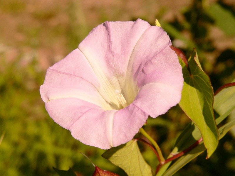 Echte Zaunwinde (Calystegia sepium)