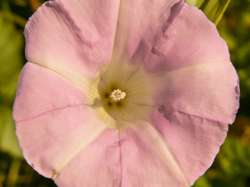 Larger Bindweed, Hedge Bindweed (Calystegia sepium)