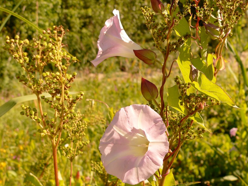 Larger Bindweed, Hedge Bindweed (Calystegia sepium)