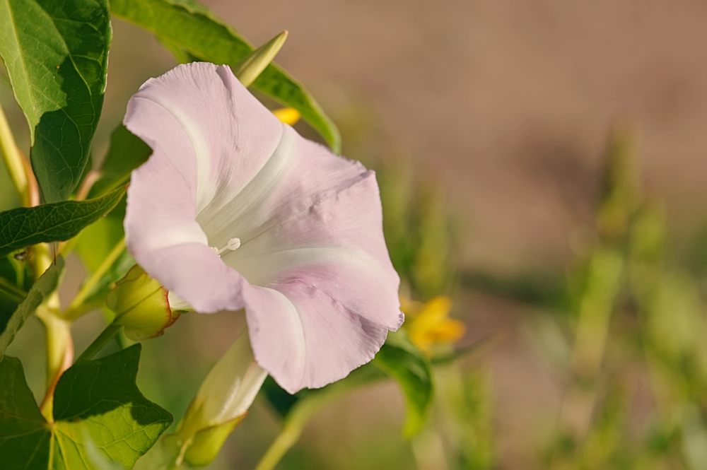Larger Bindweed, Hedge Bindweed (Calystegia sepium)