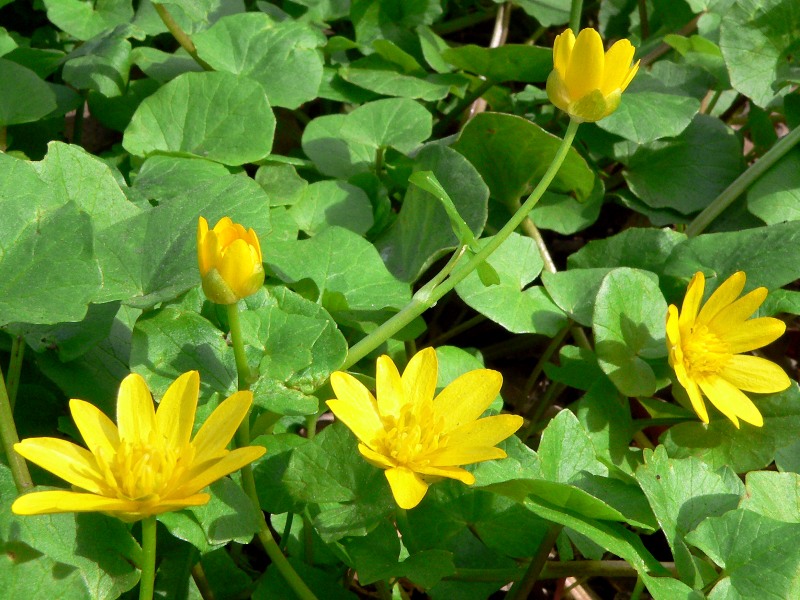 Ranuncolo favagello (Ranunculus ficaria)