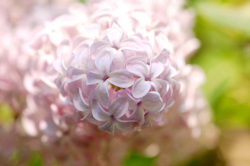 Syringa vulgaris