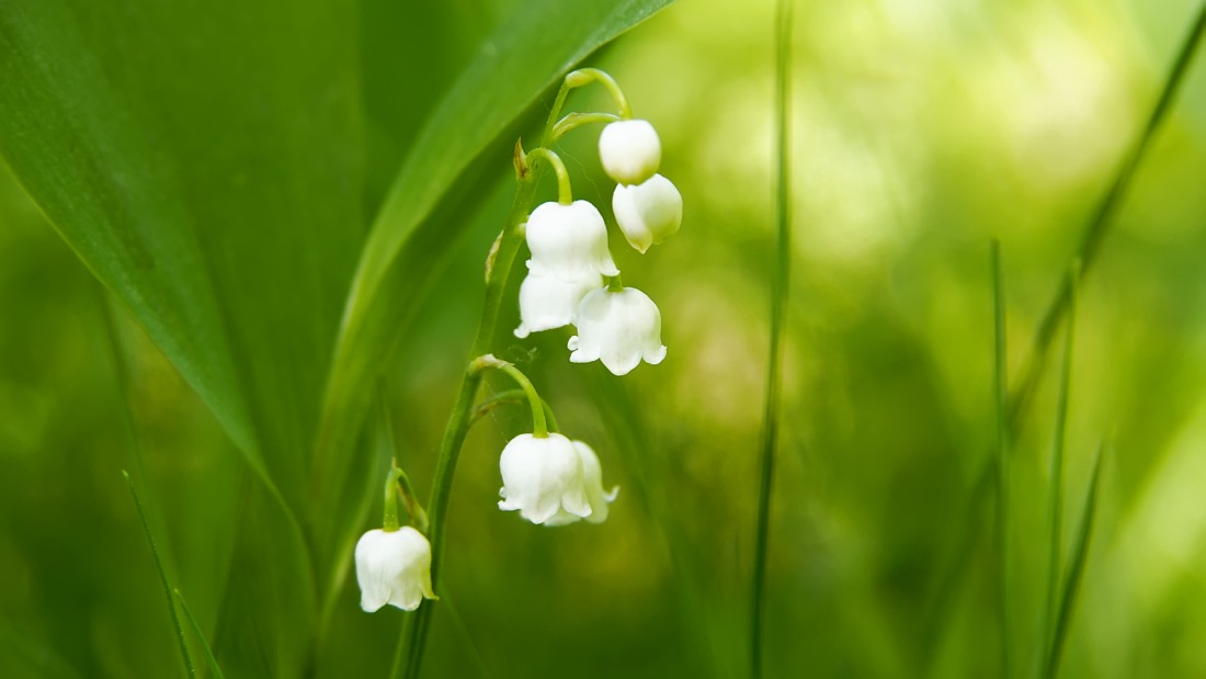 Lily-of-the-valley (Convallaria majalis)
