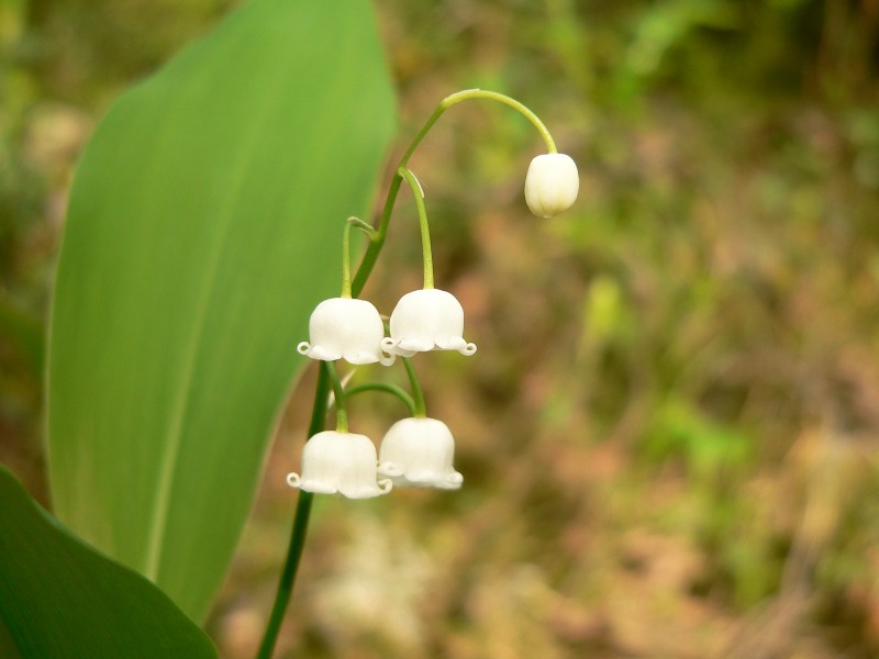 Mughetto (Convallaria majalis)