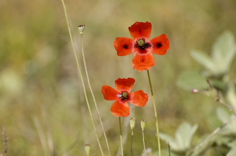 Papavero (Papaver dubium)